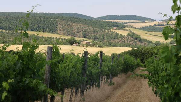 The Charm of Montepulciano - Galleries (8 / 15)